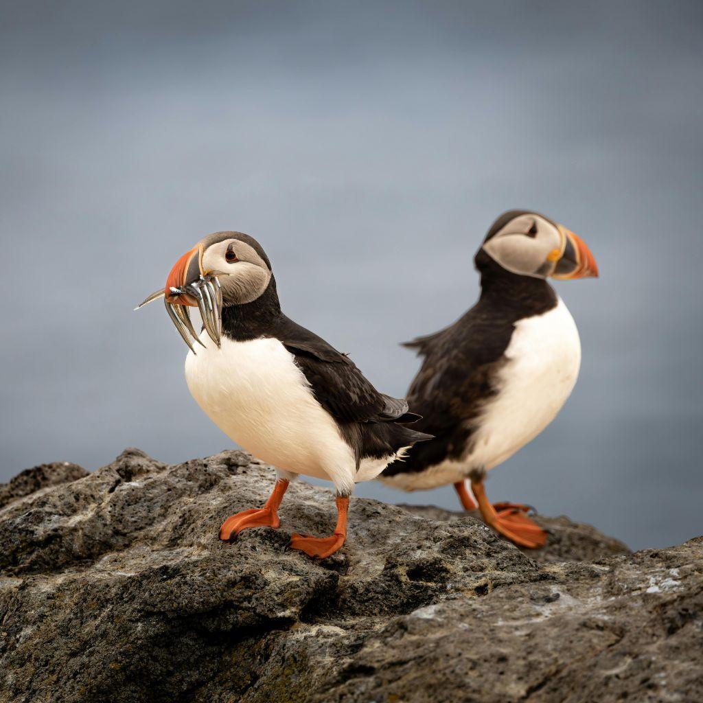 Two puffins on a cliff