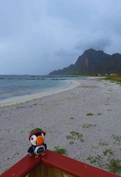 Fluffy on Bleik beach in Vesterålen, Norway