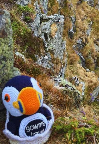Fluffy on the cliffs of Runde in Norway