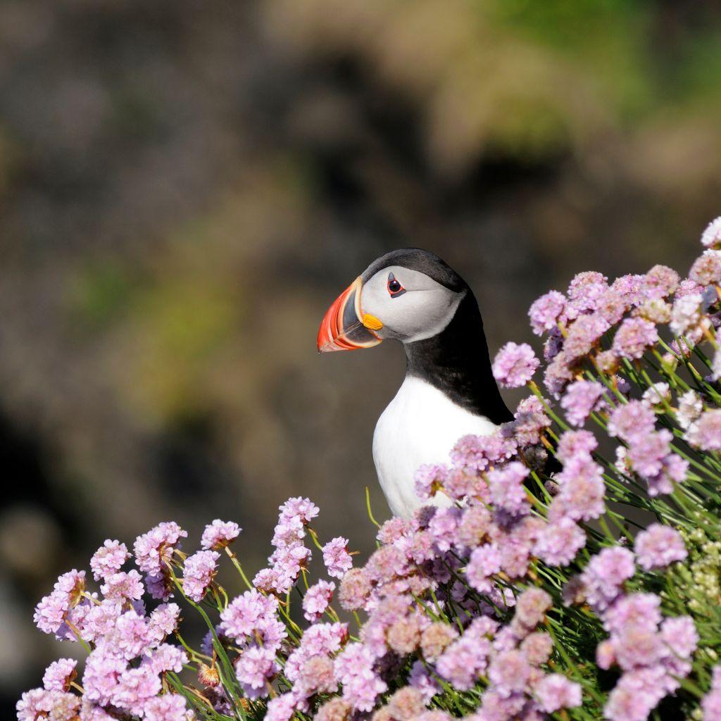 Puffin in flight