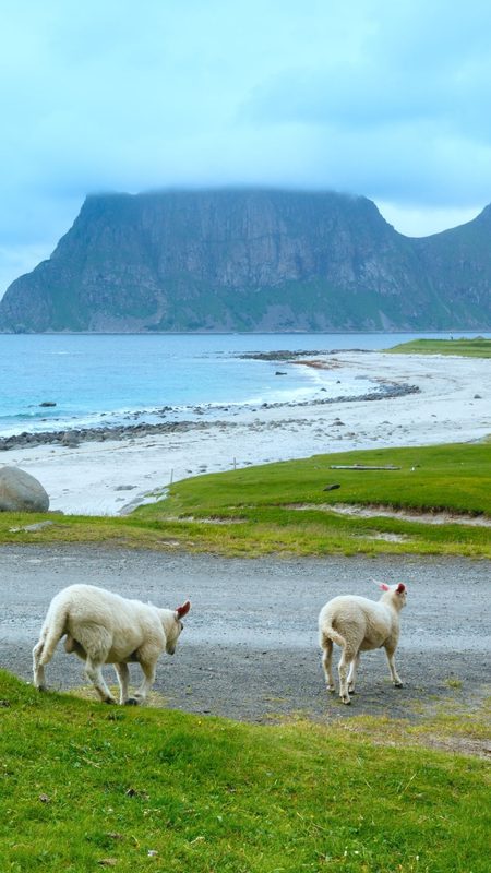 Haukland Beach — read the full guide