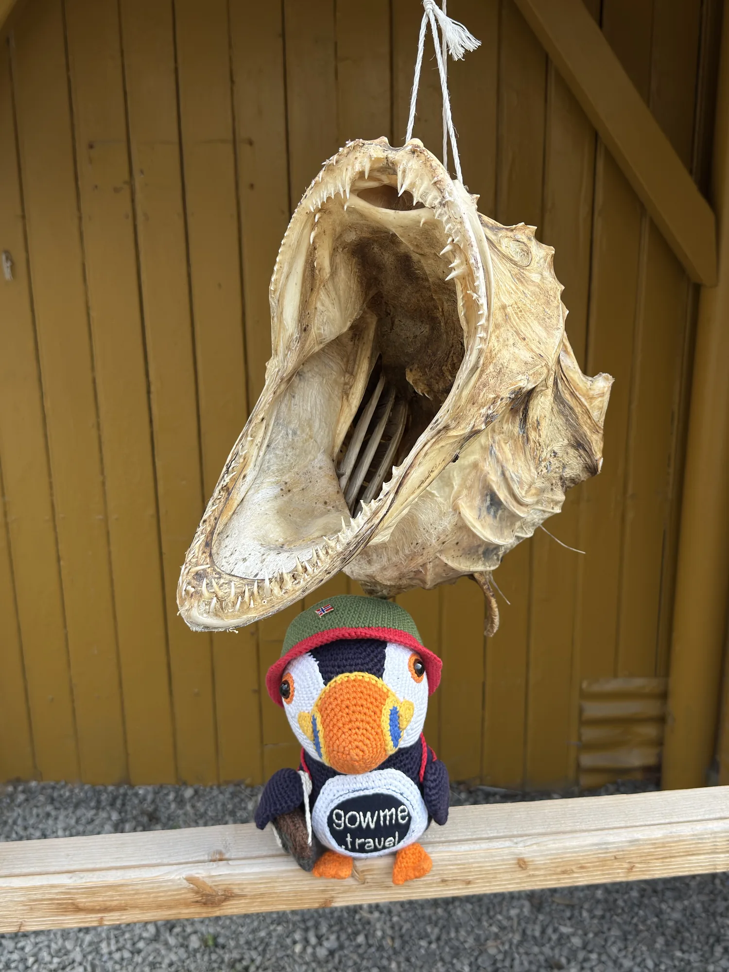 Our Gowme.travel mascot beneath a dried cod head — a traditional Lofoten stockfish detail — at Nusfjord