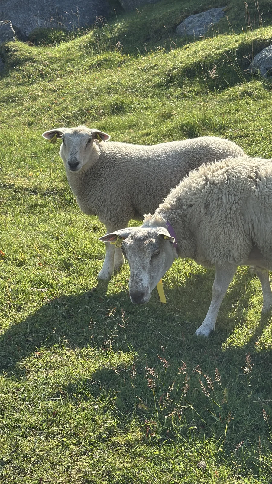 Sheep grazing on the meadow above Uttakleiv Beach, Lofoten